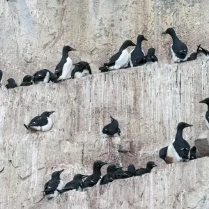 Thick-billed Murres or Bruennichs Guillemots -Uria lomvia- at the bird cliffs of Alkefjellet, Hinlopenstretet, Spitsbergen Island, Svalbard Archipelago, Svalbard and Jan Mayen, Norway Thick-billed Murres or Bruennichs Guillemots -Uria lomvia- at the bird cliffs of Alkefjellet, Hinlopenstretet, Spitsbergen Island, Svalbard Archipelago, Svalbard and Jan Mayen, Norway