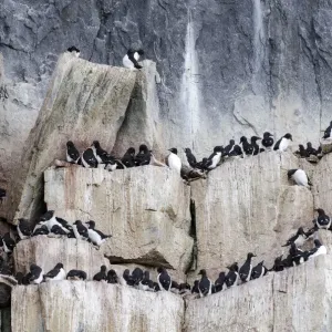 Thick-billed Murres or Bruennichs Guillemots -Uria lomvia- at the bird cliffs of Alkefjellet, Hinlopenstretet, Spitsbergen Island, Svalbard Archipelago, Svalbard and Jan Mayen, Norway Thick-billed Murres or Bruennichs Guillemots -Uria lomvia- at the bird cliffs of Alkefjellet, Hinlopenstretet, Spitsbergen Island, Svalbard Archipelago, Svalbard and Jan Mayen, Norway
