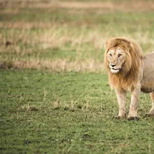 Thick-maned, male lion (Panthera leo) stands in short grass, Serengeti National Park