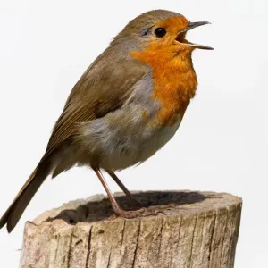 European Robin Print on paper European Robin Print on paper