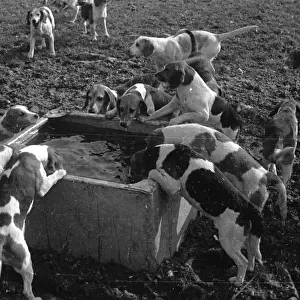 Thirsty Hounds
