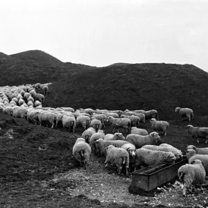 Thirsty Sheep Print - A flock waiting by the water trough Thirsty Sheep Print - A flock waiting by the water trough