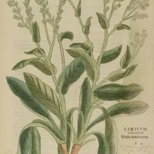 16th Century Cirsium italicum Hand Coloured Woodcut Print 16th Century Cirsium italicum Hand Coloured Woodcut Print