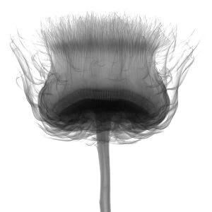 Thistles (Carlina sp. ), X-ray
