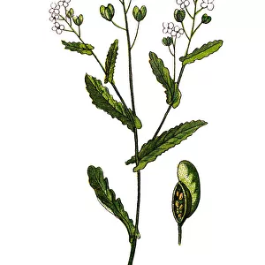 Thlaspi arvense, known by the common name field pennycress