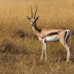 Thomson Gazelle Print in the Grass, Ol Pejeta Conservancy, Kenya Thomson Gazelle Print in the Grass, Ol Pejeta Conservancy, Kenya
