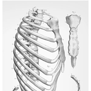 Thorax Ribs cage anatomy illustration 1866