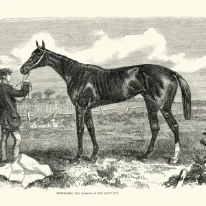 Thormanby, British Thoroughbred racehorse and sire, Ascot cup winner, 1861 Thormanby, British Thoroughbred racehorse and sire, Ascot cup winner, 1861