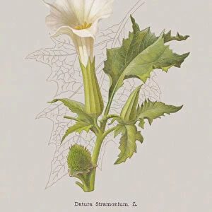 Thorn apple, or angels trumpet (Datura stramonium), chromolithograph, published 1886