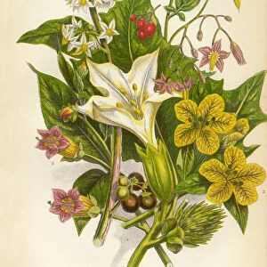 Thornapple, Henbane, Bittersweet, Nightshade, Victorian Botanical Illustration