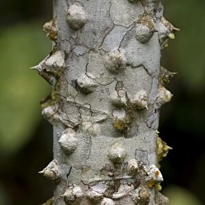 Thorny bark of the silk floss tree -Ceiba speciosa-, Tambopata Nature Reserve, Madre de Dios region, Peru
