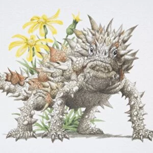 Thorny Devil, Moloch horridus, a spiky lizard