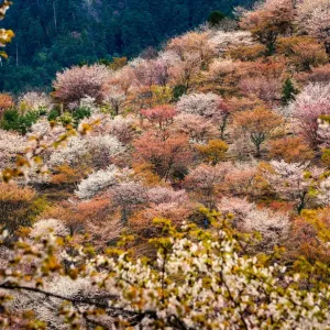 Thousand Cherry Blossom Trees on Mt. Yoshino Thousand Cherry Blossom Trees on Mt. Yoshino