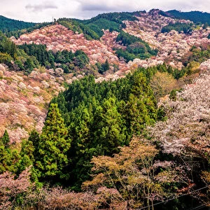 Thousand Cherry Blossom Trees on Mt. Yoshino