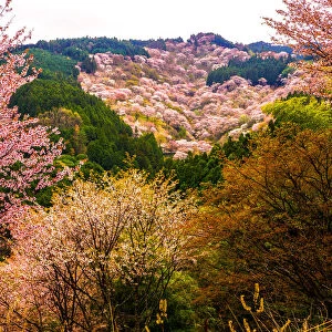 Thousand Cherry Blossom Trees on Mt. Yoshino