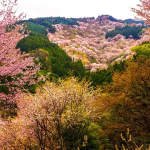 Thousand Cherry Blossom Trees on Mt. Yoshino Thousand Cherry Blossom Trees on Mt. Yoshino