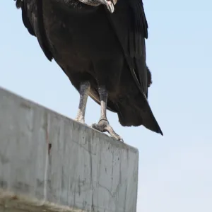 Threatening black vulture, Coragyps atratus. Everglades National Park, Florida, USA. UNESCO World Heritage Site (Biosphere Reserve)