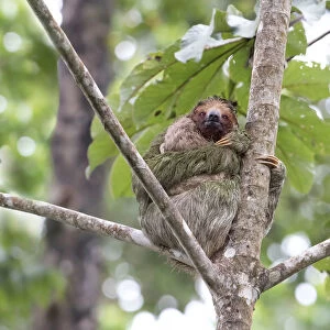 Three-toed sloth with baby (Bradypus tridactylus)
