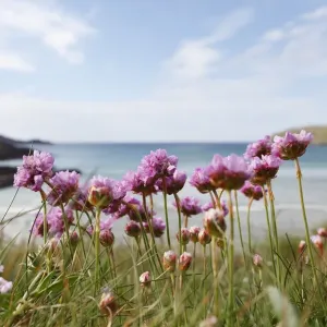 Thrift Sea-pink Print, Mizen Head Peninsula Thrift Sea-pink Print, Mizen Head Peninsula