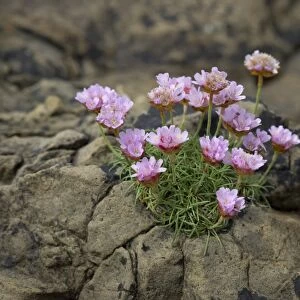 Thrift, Sea Thrift or Sea Pink -Armeria maritima- flowering, on rocks, Suouroy, Faroe Islands, Denmark