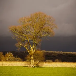 Storm