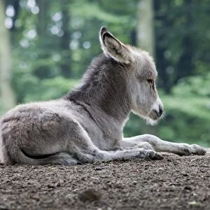Thuringian Forest Donkey (Equus asinus), foal, Daun Wildlife Park, Vulkaneifel, Rhineland-Palatinate, Germany, Europe