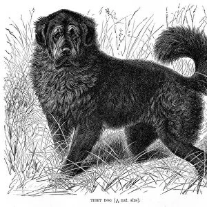 Tibet dog engraving 1894