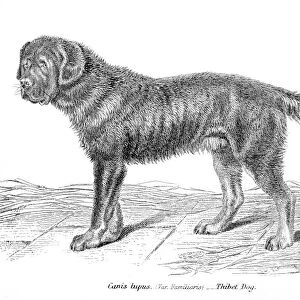 Tibetan Mastiff engraving 1803
