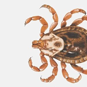 Tick (Ixodidae), view from above