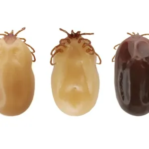 Ixodoidea Ticks Print Ixodoidea Ticks Print