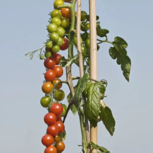 Tied up tomato vine with many tomatoes, own garden, self-supply