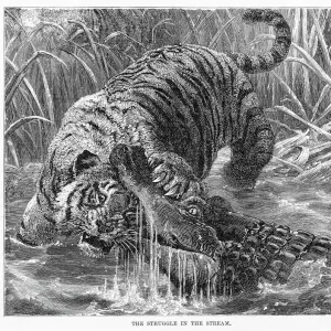 Tiger and crocodile engraving 1894