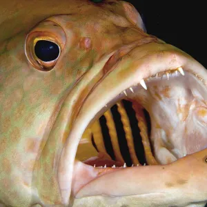 Tiger grouper and cleaners, close up