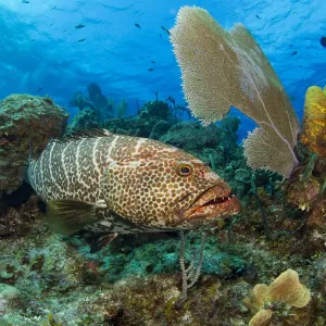 Tiger grouper (Mycteroperca tigris) Tiger grouper (Mycteroperca tigris)