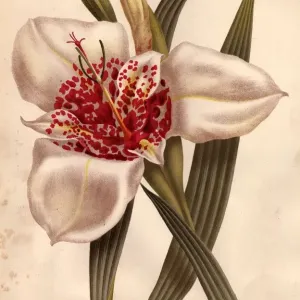 Tiger Lily Tiger Lily