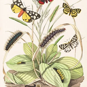 Tiger moths butterflies engraving 1853