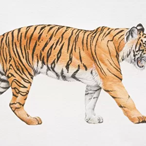 Tiger, Panthera tigris, side view