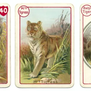 Meet the Tigers Victorian Print Meet the Tigers Victorian Print