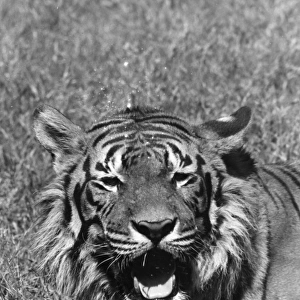 Tiger Roars