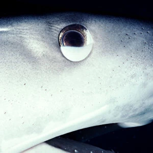 Tiger shark (Galeocerdo cuvier) with nictating membrane half closed