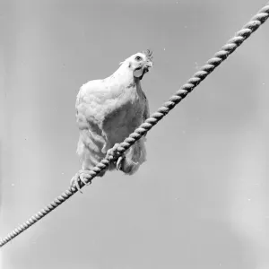 Tightrope Tightrope