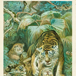Tigress and cubs chromolithograph 1896
