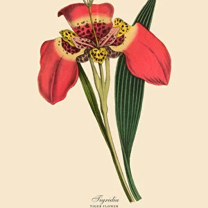 Tigridia or Tiger Flower Plants, Victorian Botanical Illustration