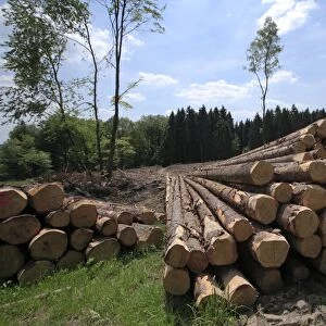 Timber harvesting, timber, spruces lying on the road, cleared area behind, Wipperfuerth, North Rhine-Westphalia, Germany, Europe