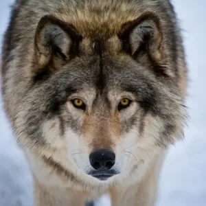 Timber Wolf