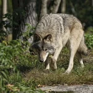 Timber Wolf