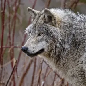 Timber Wolf