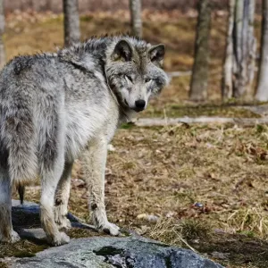 Timber Wolf
