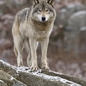 Timber Wolf