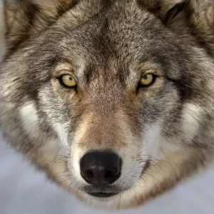 Timber wolf closeup